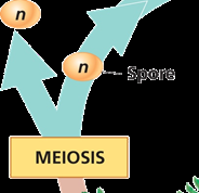 Meiosis and spore production in plant life cycle