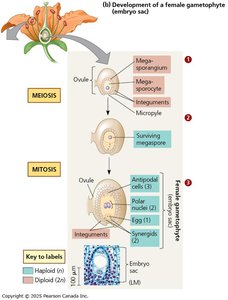 Development of female gametophyte (embryo sac)
