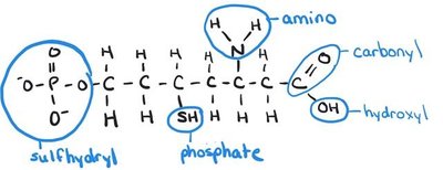 Molecule with labeled functional groups