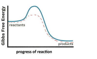 Gibbs free energy graph with enzyme-catalyzed pathway