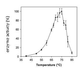 Graph of enzyme activity versus temperature