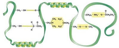 Protein structure diagram