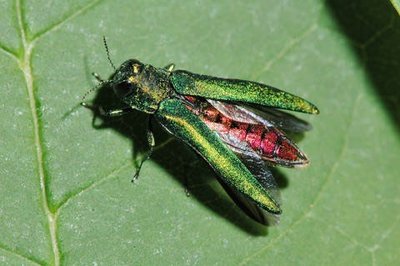 Emerald Ash Borer adult on a leaf