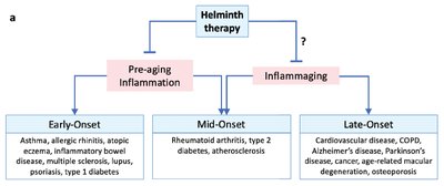 Helminth therapy and inflammation chart