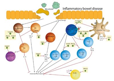 ES molecules and immunological pathways