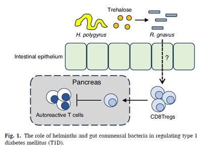 Helminths, gut bacteria, and type 1 diabetes