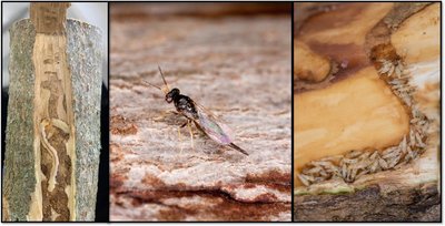 Parasitoid wasp and EAB larvae in wood