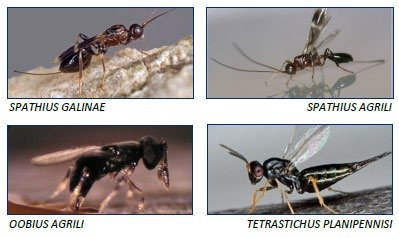 Four parasitoid wasp species used in EAB biocontrol