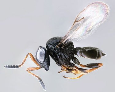 Samurai Wasp (Trissolcus spp.)
