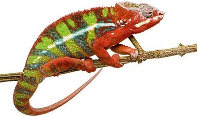 Chameleon used in forensic investigation