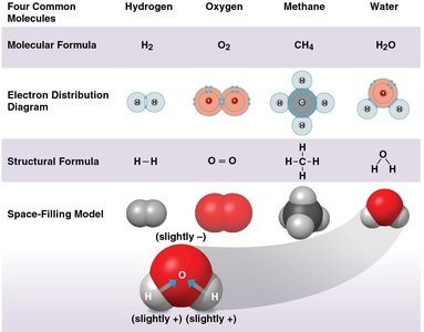 Hydrogen bonds in water