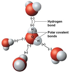 Polarity of water molecule