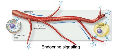 Endocrine signaling diagram