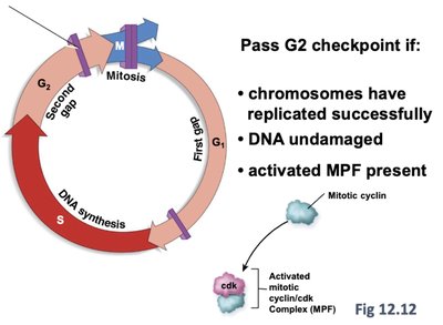 G2 checkpoint in cell cycle