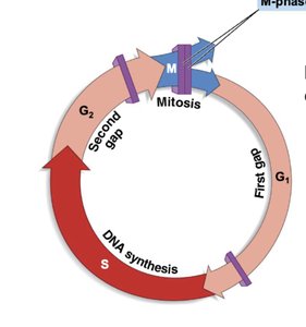 M-phase checkpoint in cell cycle