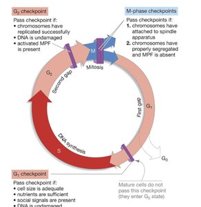 Cyclin and Cdk regulation of cell cycle