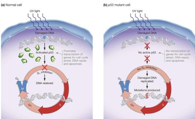 Somatic vs germline cell lineages