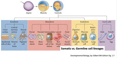 Stem cell definitions table