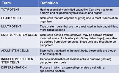 Classes of stem cells
