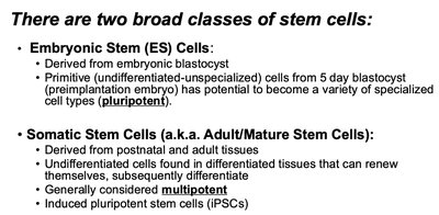 Blastocyst and stem cell isolation
