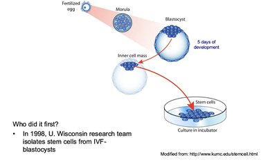 Blastocyst structure