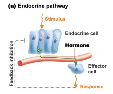 Endocrine pathway diagram