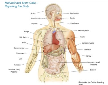 Sources of mature stem cells in bone