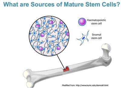 Bone marrow stem cells