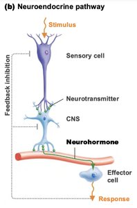 Neuroendocrine pathway diagram