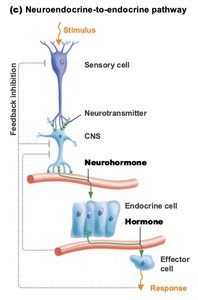 Neuroendocrine-to-endocrine pathway diagram