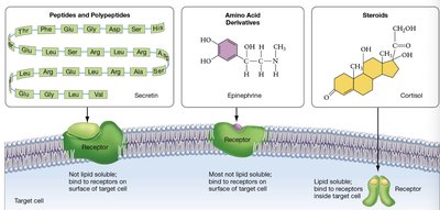 Hormone classes and receptor locations