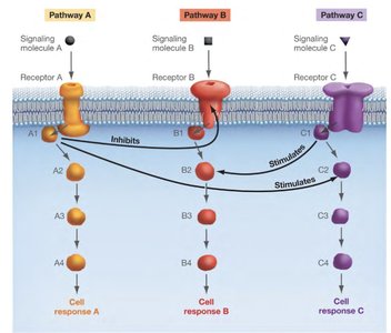 Signal transduction pathway cross-talk