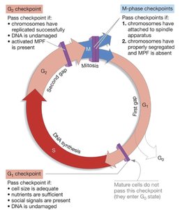 Cell cycle checkpoints diagram
