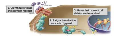 Growth factor signaling and cell cycle