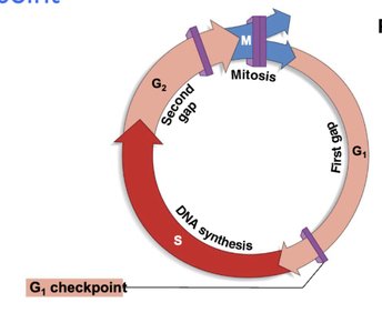 G1 checkpoint in cell cycle