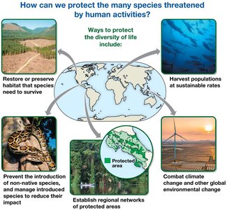 Ways to protect the diversity of life include: restore or preserve habitat, prevent and manage non-native species introductions, establish networks of protected areas, combat climate and other human-caused environmental change, harvest populations sustainably
