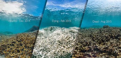 Coral reef bleaching: healthy, dying, dead