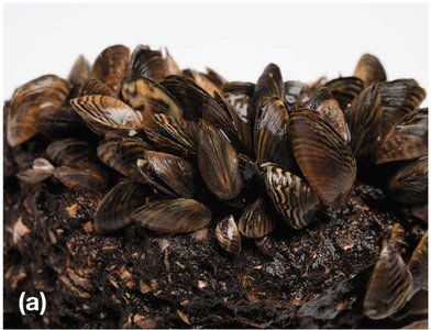 Zebra mussels, an invasive species