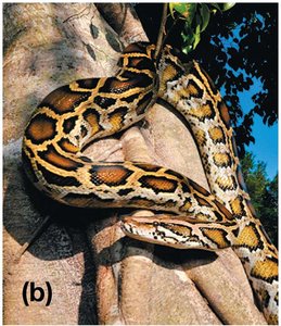 Burmese python, an invasive species