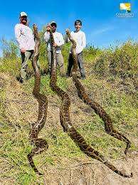 Burmese pythons captured in the wild