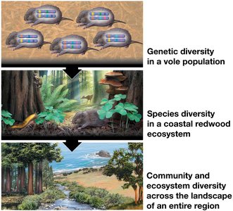 Three levels of biodiversity: genetic diversity in a vole population, species diversity in a coastal redwood ecosystem, community and ecosystem diversity across a landscape