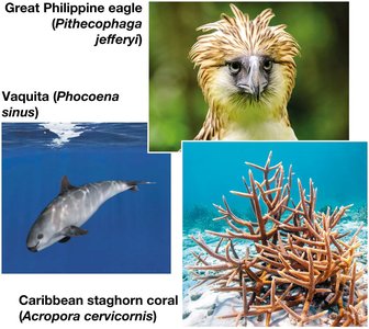 Examples of endangered species: Great Philippine eagle, Vaquita, Caribbean staghorn coral