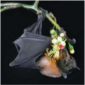 Flying fox bat pollinating a flower