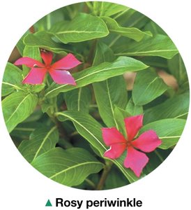 Rosy periwinkle plant