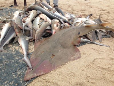 Overharvested fish and rays