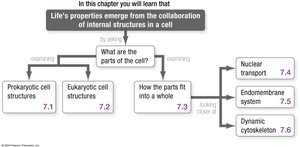 Chapter roadmap: Life's properties emerge from the collaboration of internal structures in a cell