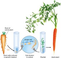 Plant cell totipotency and cloning process