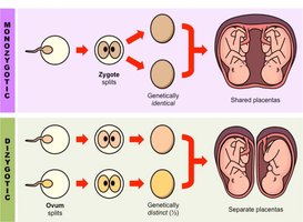 Monozygotic and dizygotic twin formation