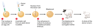 Nuclear transplantation and reproductive cloning process