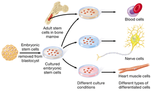 Stem cell differentiation pathways